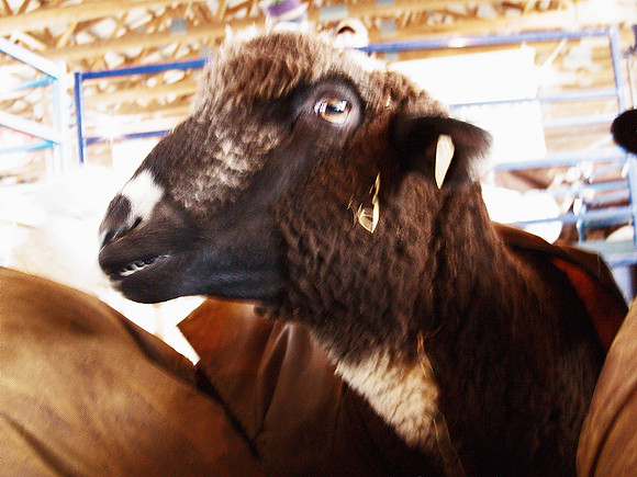 Mad Sheep 2