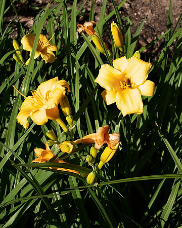 Theodore Roosevelt Park