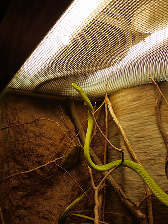 Eastern Green Mamba