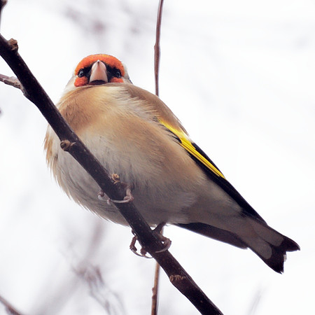 European Goldfinch, Central Park