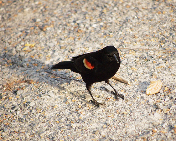 acting like a starling