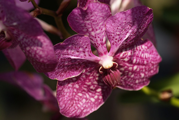 Vanda Rothschildianum "Pink Sapphire"