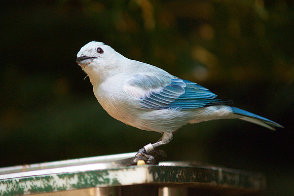 Blue-gray Tanager