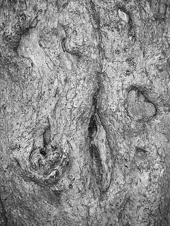 Oak Bark, Central Park
