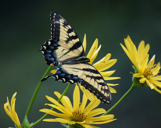 Tiger Swallowtail, Central Park
