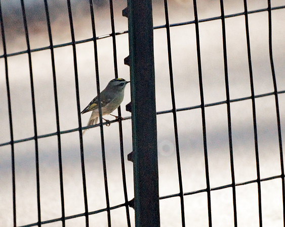 Golden-Crowned Kinglet, Cedar Hill, Central Park