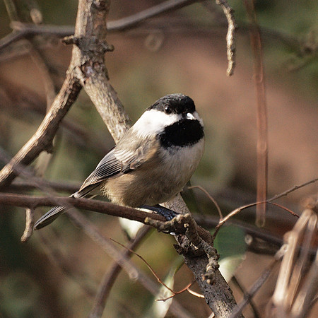 Black-Capped Chickadee, Central Park