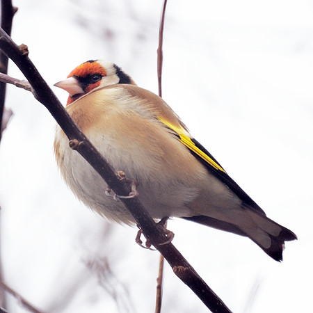 European Goldfinch, Central Park