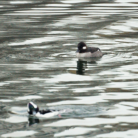 Buffleheads, Turtle Pond
