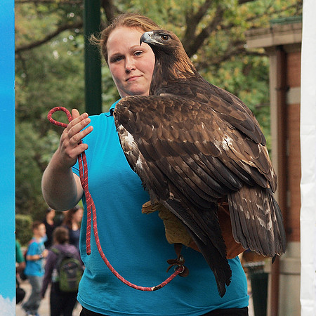 Golden Eagle and handler
