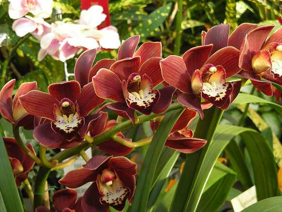 Cymbidium-CrackerJack