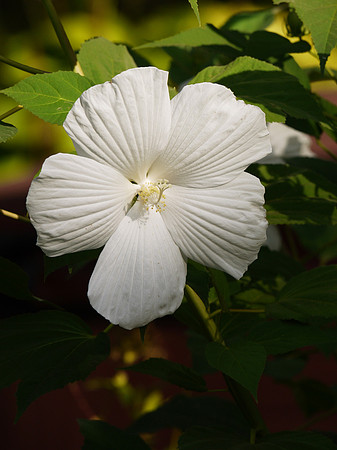 White hibiscus, East Hampton NY