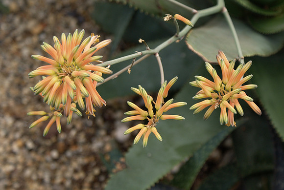 Aloe flowers