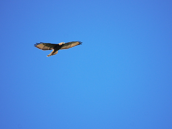 Broad-Winged Hawk, Central Park