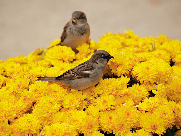 Sparrows in chrysanthemum, Bryant Park