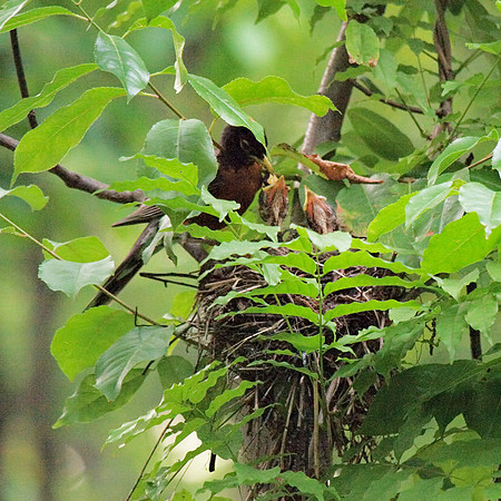 Robin feeding nestlings, Central Park
