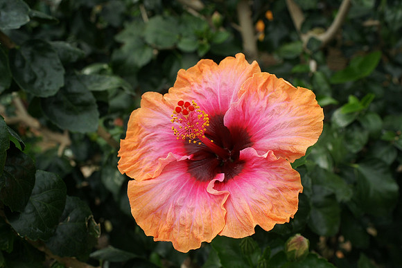 Chinese Hibiscus, Longwood Gardens