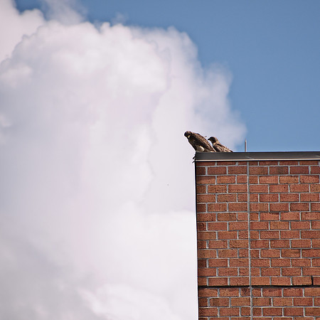Red-Tailed Hawks, Burlington MA
