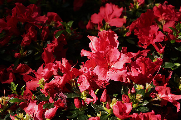 Ok, fine, azaleas.  Whatever.