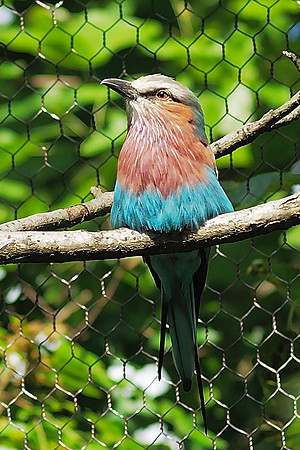 Bee-Eater