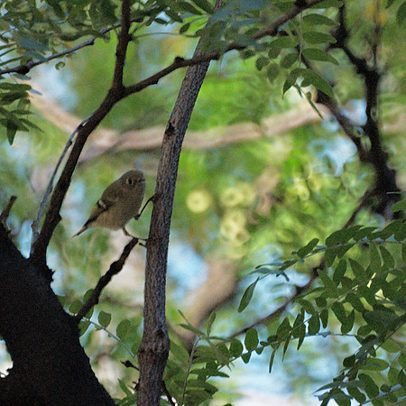 Ruby-Crowned Kinglet, Bryant Park