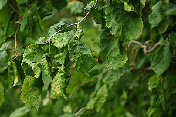 Leaves, Brooklyn Botanic Garden