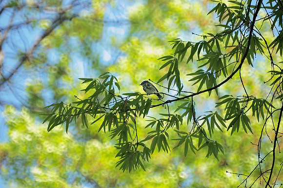 Yellow-Rumped Warbler, Central Park