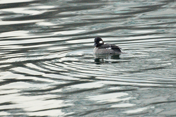 Bufflehead, Central Park
