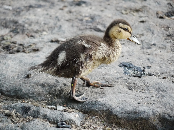 Duckling, Turtle Pond