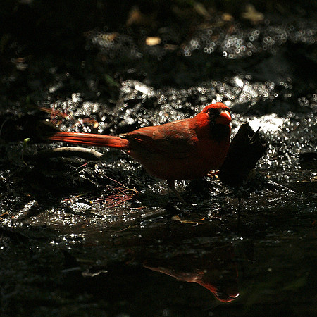 the cardinal's mirror