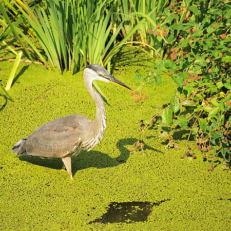 Great Blue Heron, Turtle Pond