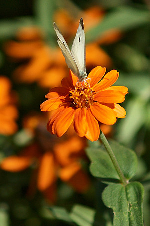 Cabbage white butterfly