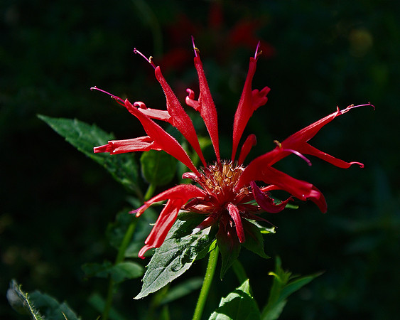 bee-balm