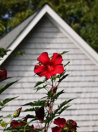 Hibuscus and house, East Hampton, Long Island