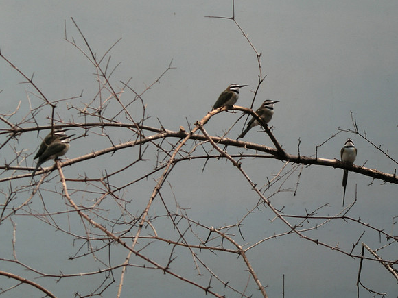 Bee-Eaters