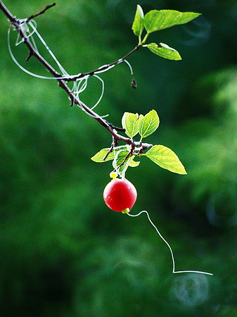 fruit