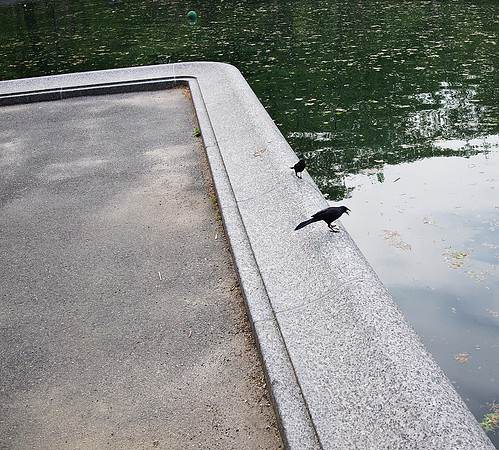 Grackles, Boat Pond