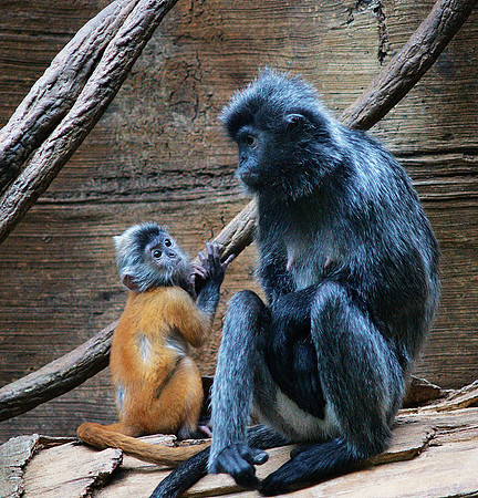 Langur Mother and Child