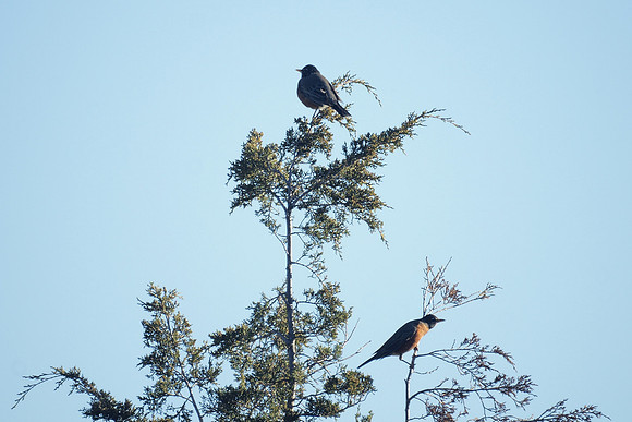 Robins, Prattsville NY