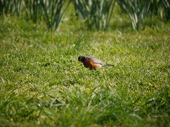 American Robin, Central Park