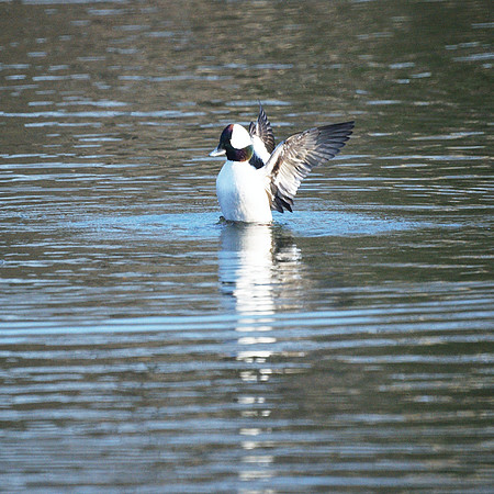 Bufflehead Duck, Turtle Pond