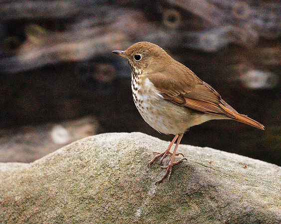Hermit Thrush, Central Park