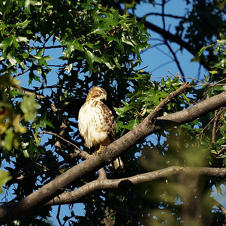 Broad-Winged Hawk, Central Park