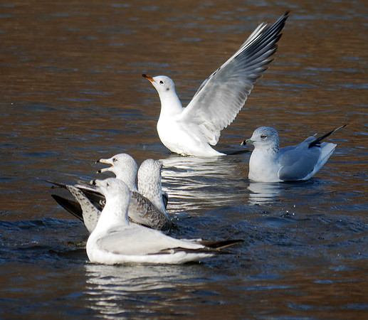 Black-Headed and Ring-Billed Gulls, Prospect Park