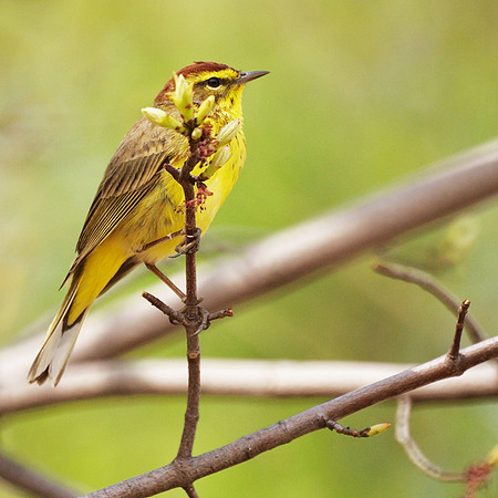 Palm Warbler, NY Botanical Garden