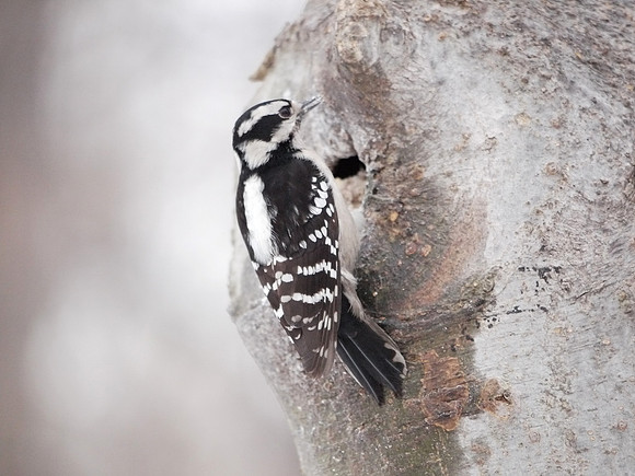 Downy Woodpecker, Central Park