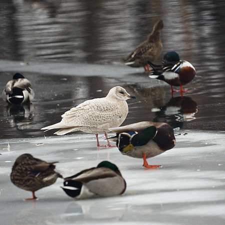 Iceland Gull among ducks, Central Park Lake