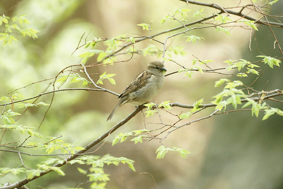 Sparrow, Central Park