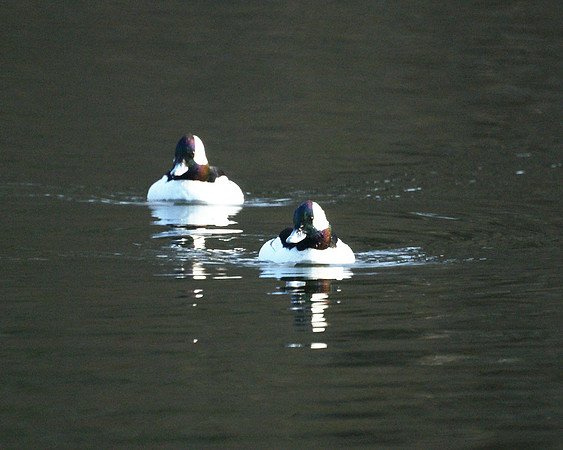Bufflehead ducks, Turtle Pond
