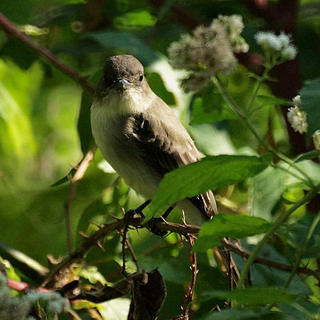 Eastern Phoebe, Central Park